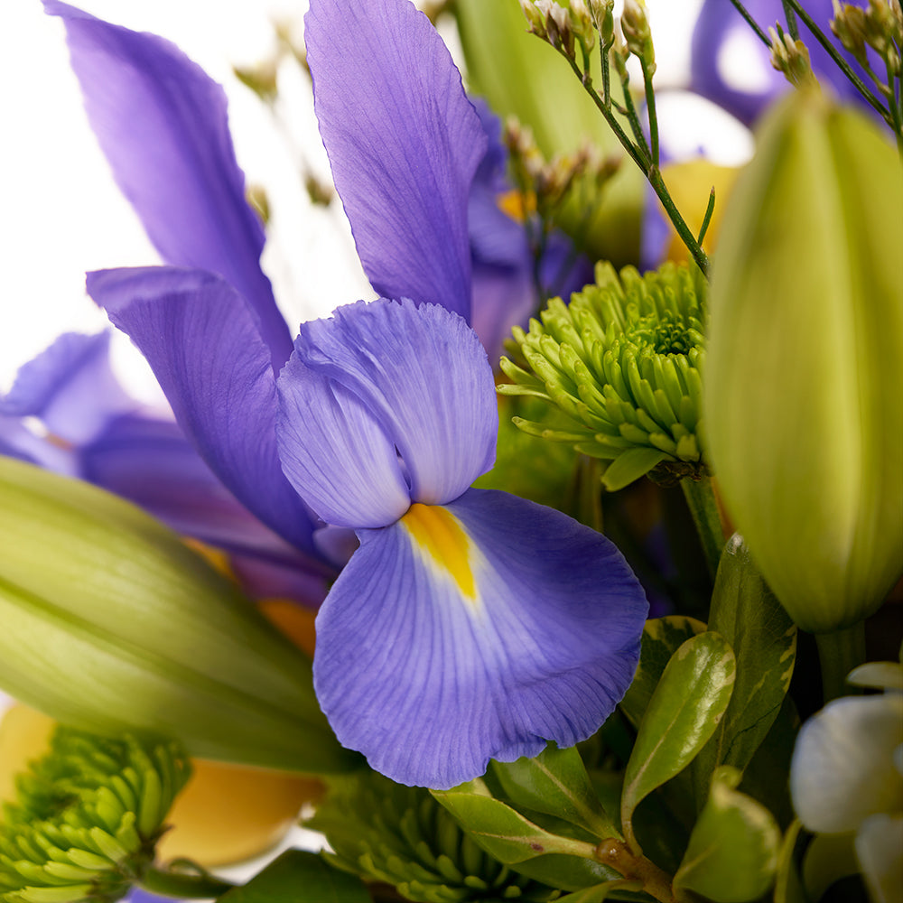 Irises In Paradise Mixed Arrangement, irises, roses, hydrangea, lilies, spray roses, daisies, and greens in a charming wicker basket, Flower Gifts from Canada Blooms - Canada Delivery