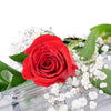 Valentine's Day Single Red Rose, Canada Same Day Flower Delivery, Valentine's Day gifts, roses. Blooms Canada- Blooms Canada Delivery