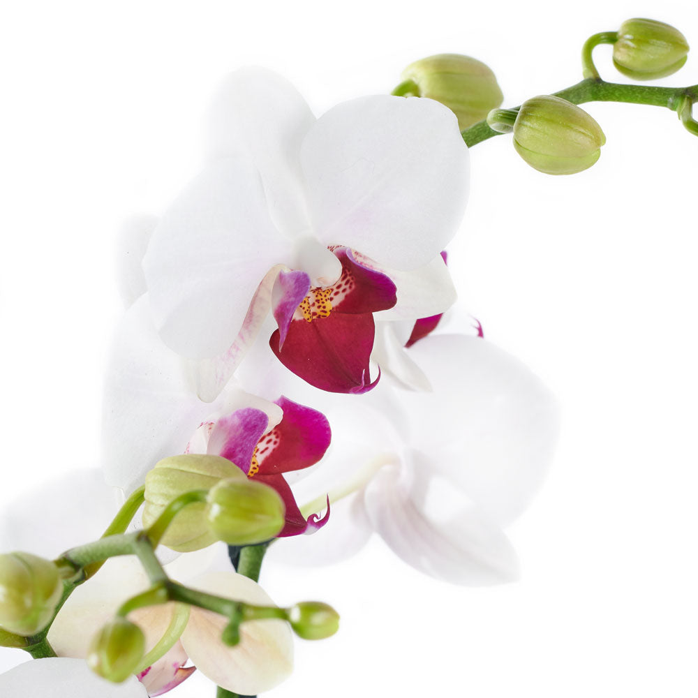 Lavish Exotic Orchid Plant - Orchid Plant Gift – Canada Blooms - Canada Delivery