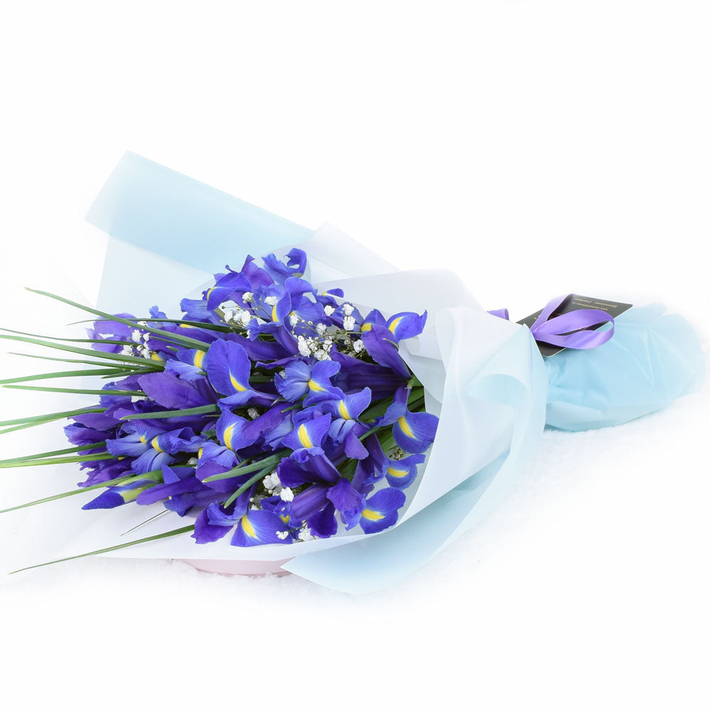 Lavish Lavender Iris Bouquet, violet irises and baby’s breath gathered in a floral wrap tied with designer ribbon, Flower Gifts from Canada Blooms - Canada Delivery