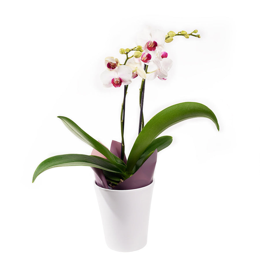 Lavish Exotic Orchid Plant - Orchid Plant Gift – Canada Blooms - Canada Delivery