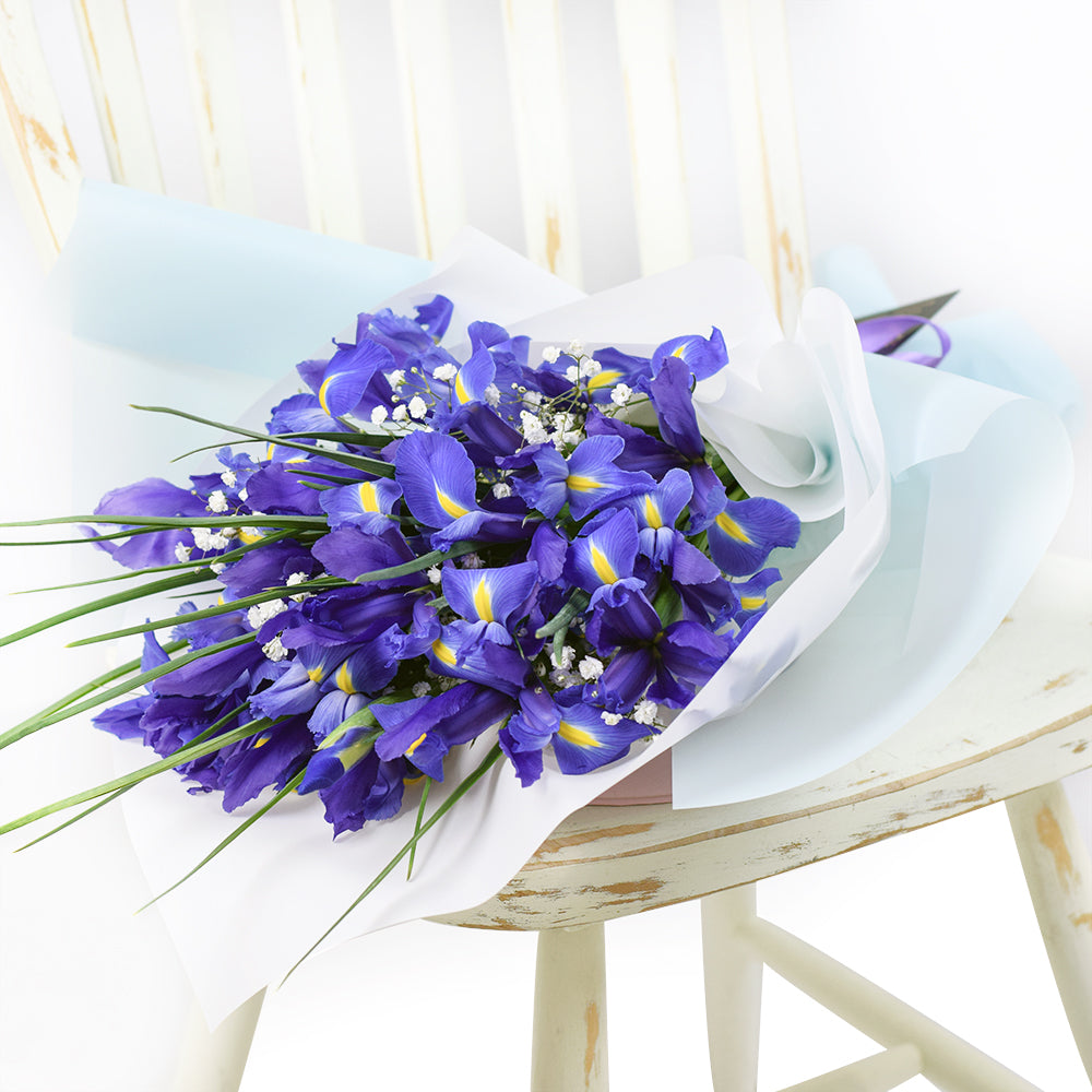 Lavish Lavender Iris Bouquet, violet irises and baby’s breath gathered in a floral wrap tied with designer ribbon, Flower Gifts from Canada Blooms - Canada Delivery
