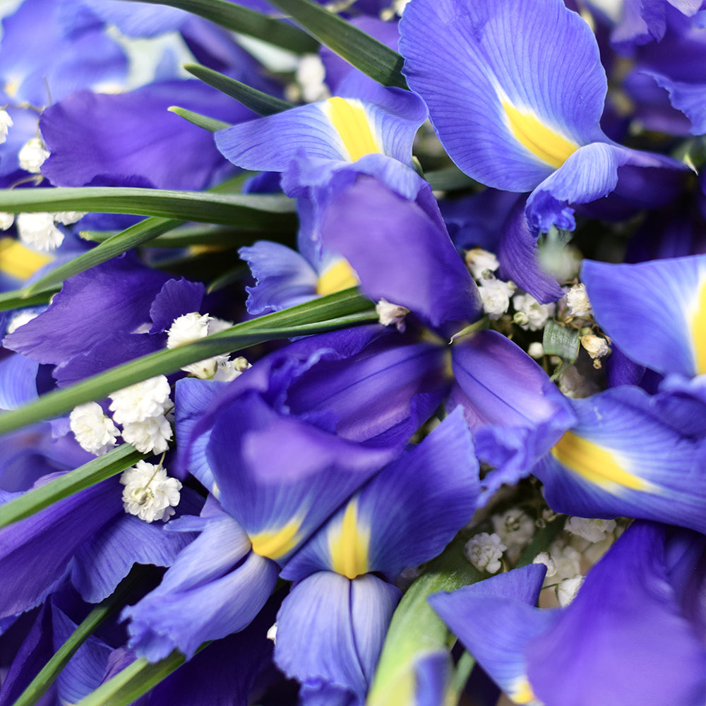 Lavish Lavender Iris Bouquet, violet irises and baby’s breath gathered in a floral wrap tied with designer ribbon, Flower Gifts from Canada Blooms - Canada Delivery