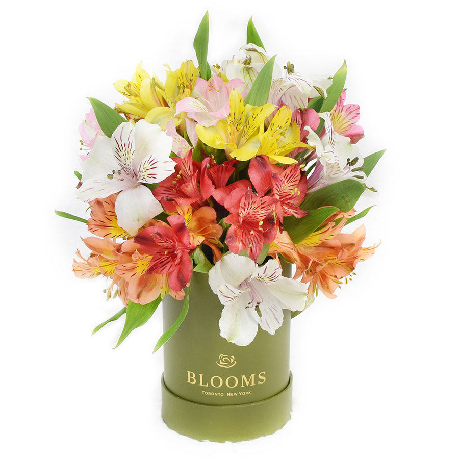 Fresh Lily Gifts | Livewire Lilies Flower Gift – Canada Blooms - Canada Delivery