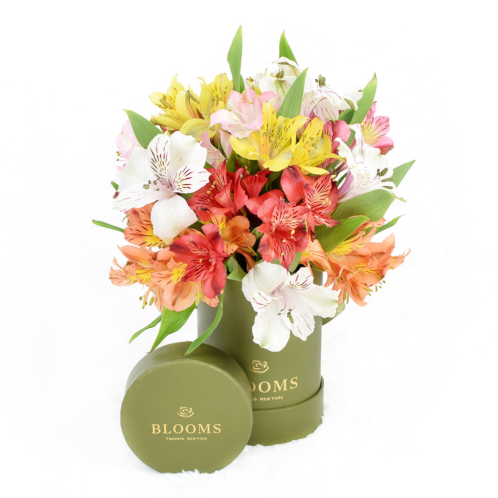 Livewire Lilies Flower Gift & Chocolates – Canada Blooms - Canada Delivery