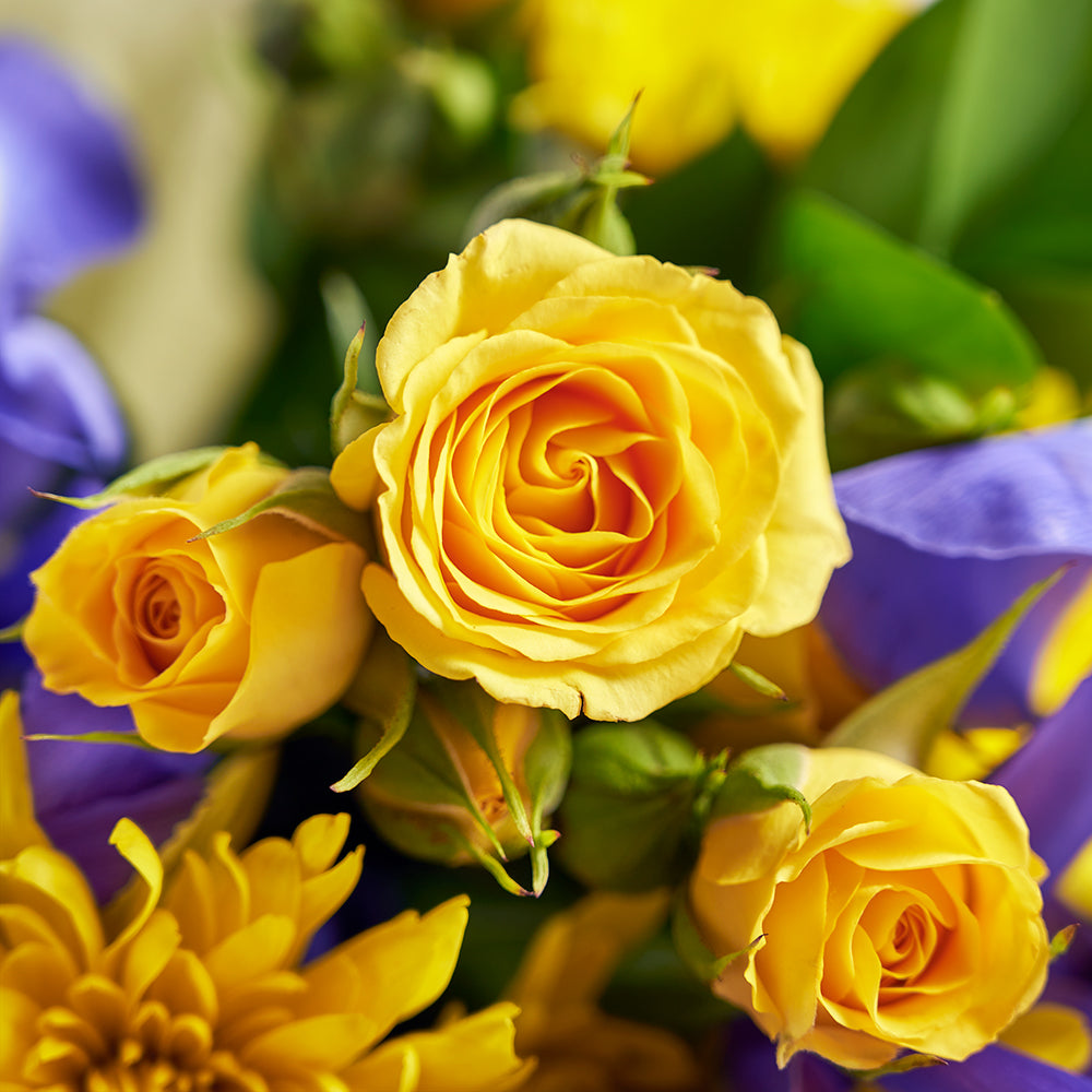 Luminous Lavender Iris Bouquet, purple irises and yellow spray roses, daisies, and greens gathered in a floral wrap and tied with a designer ribbon, Flower Gifts from Canada Blooms - Canada Delivery