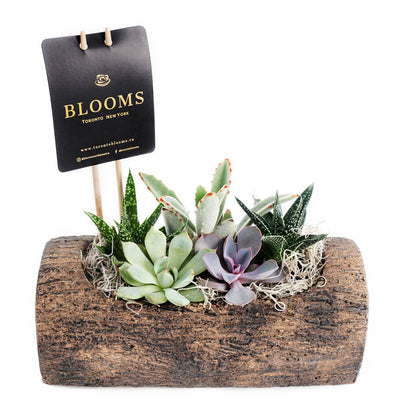 Natural Log Succulent Arrangement - Succulent Gift - Same Day Blooms Canada Delivery