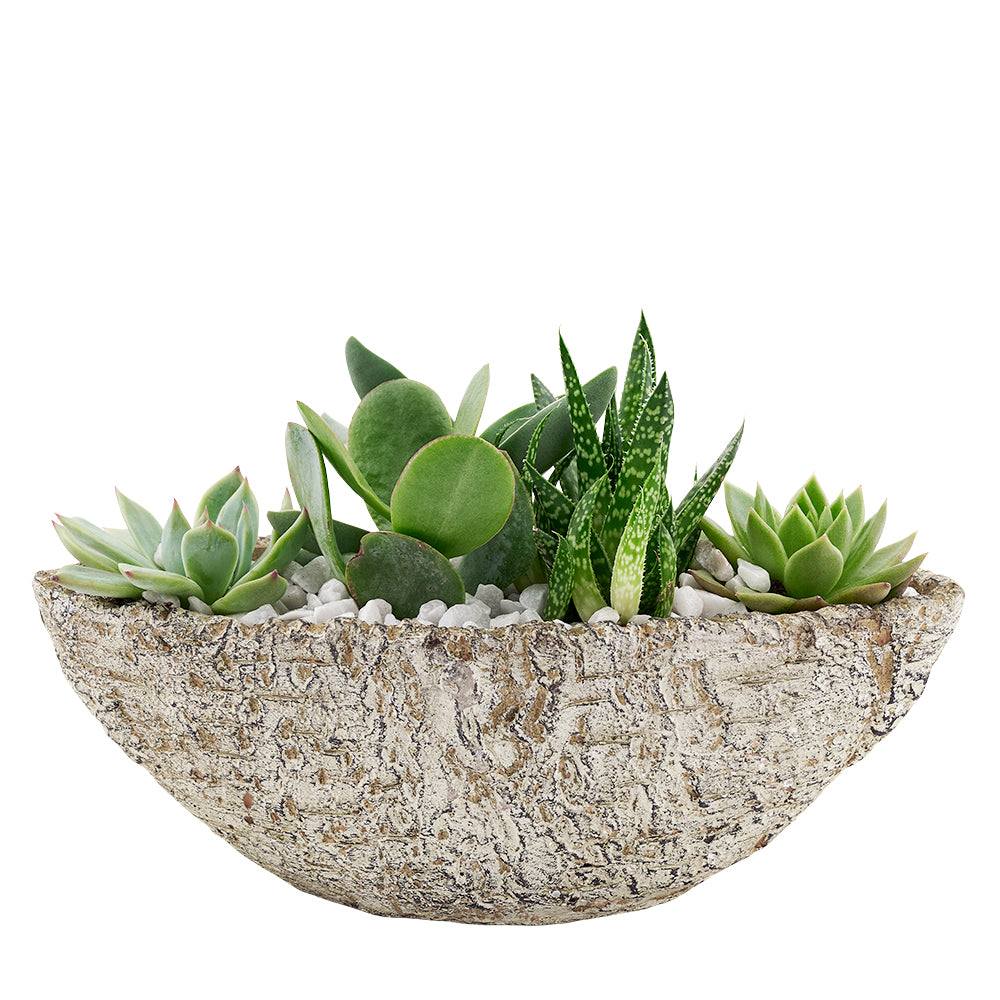Blooms Canada Same Day Flower Delivery – Canada Blooms - Canada Delivery
