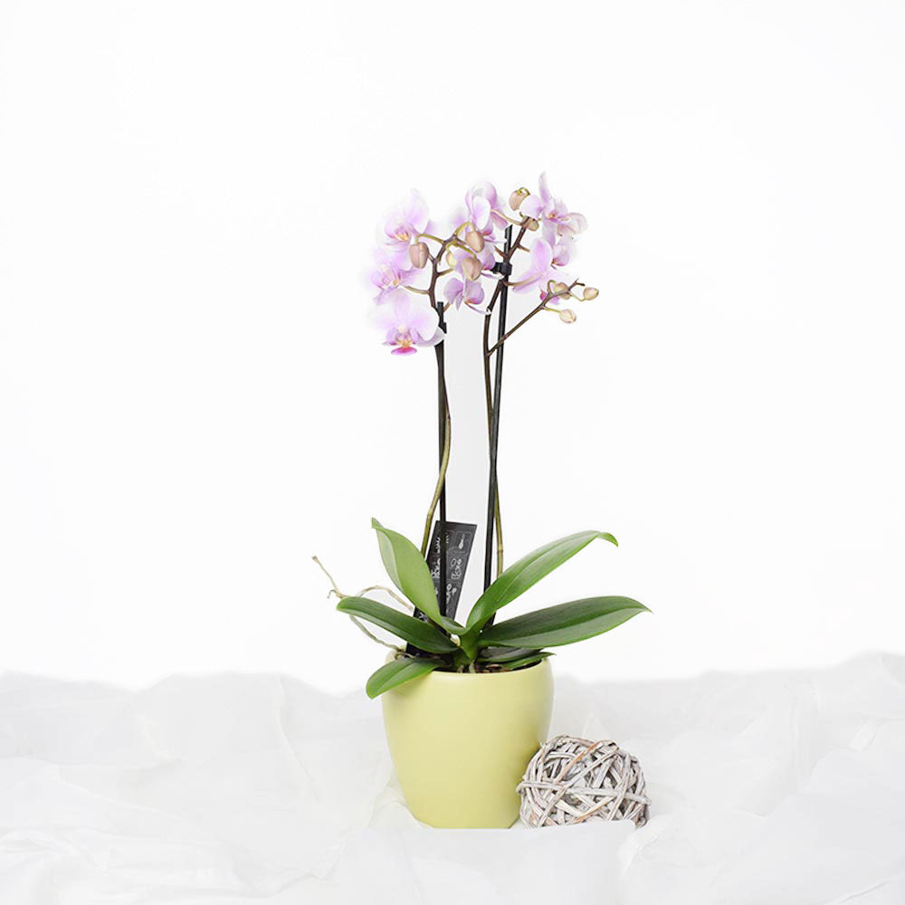 Orchid Vase Arrangement - Orchid Potted Plant – Canada Blooms - Canada Delivery