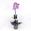 Valentine's Day Pink Orchid. Blooms Canada - Blooms Canada Delivery