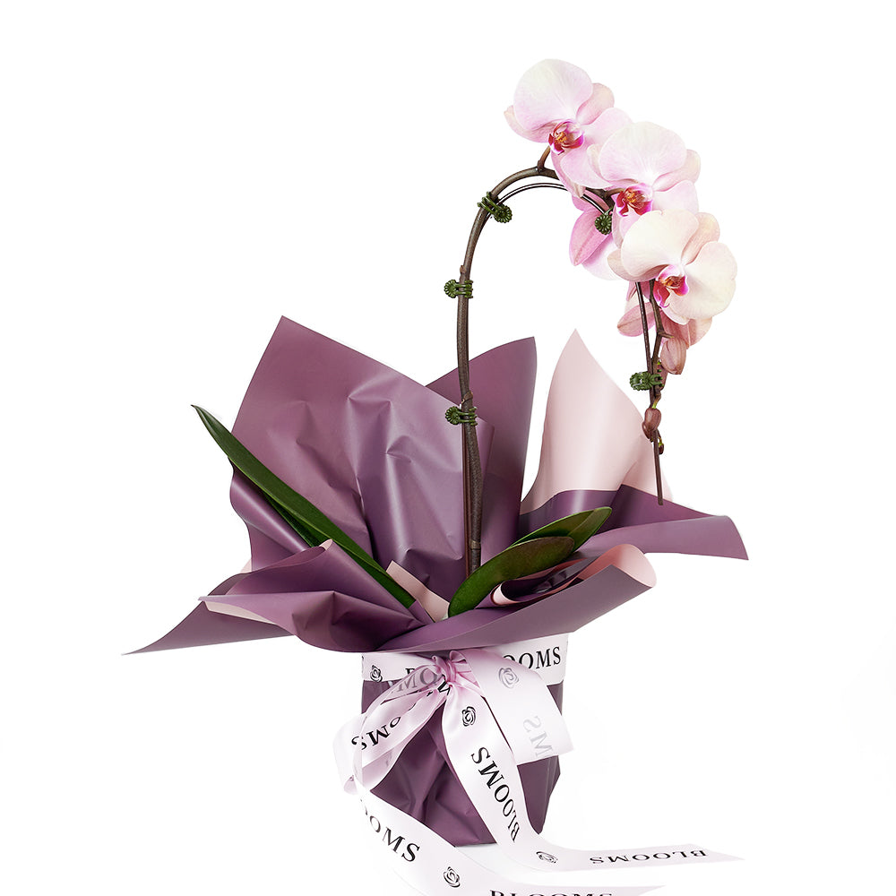 Orchid and Planter - Orchid Potted Plant Gift – Canada Blooms - Canada Delivery