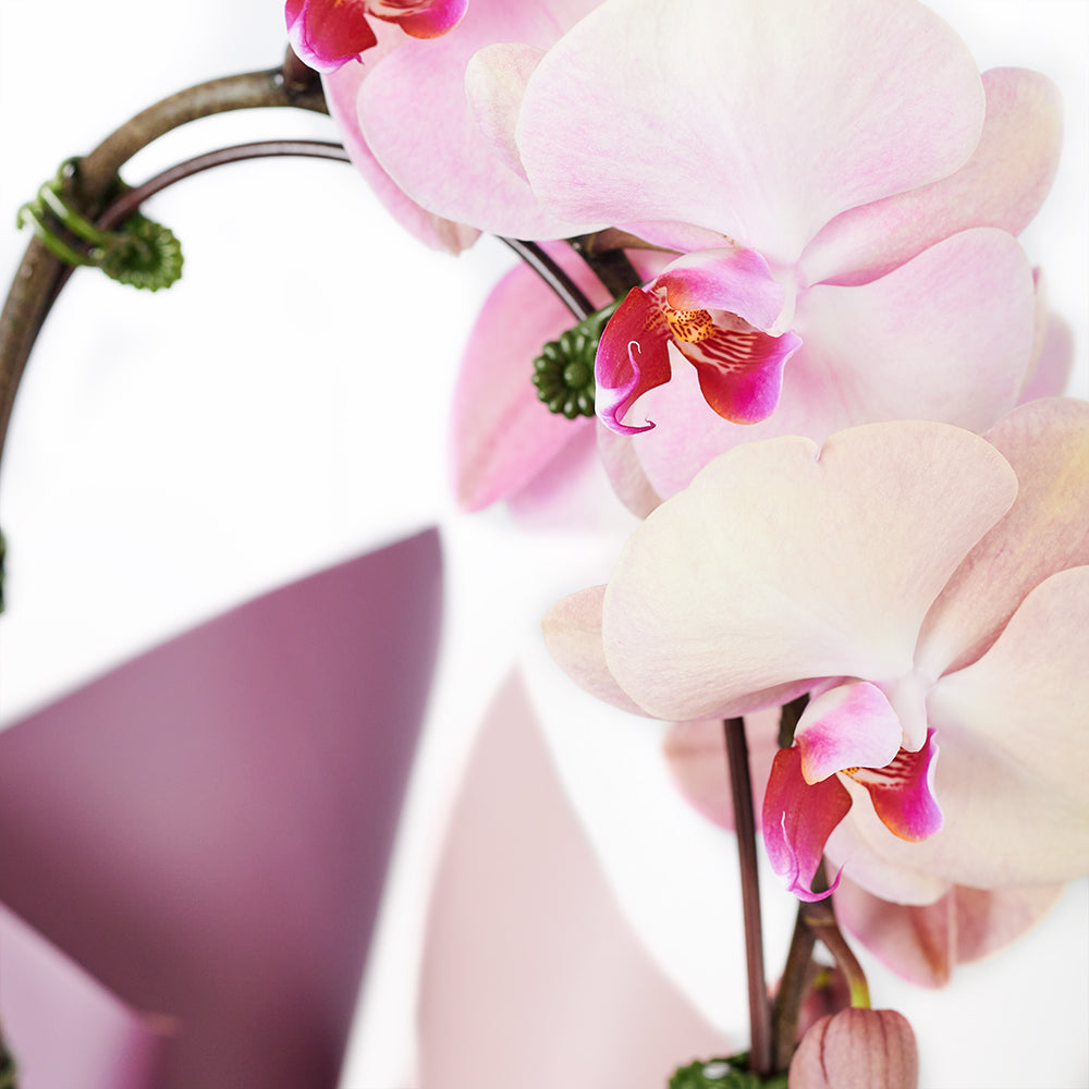Orchid and Planter - Orchid Potted Plant Gift – Canada Blooms - Canada Delivery