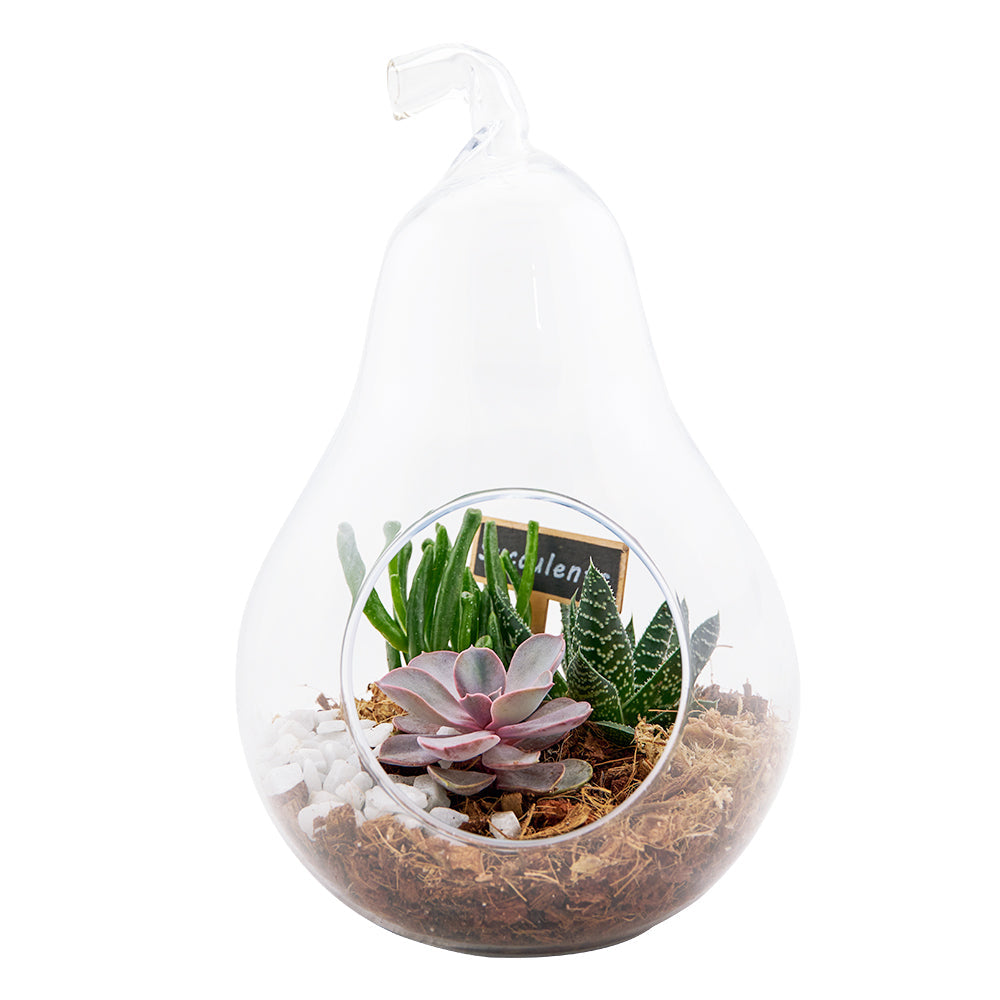 Pear-shaped succulent terrarium – Canada Blooms - Canada Delivery