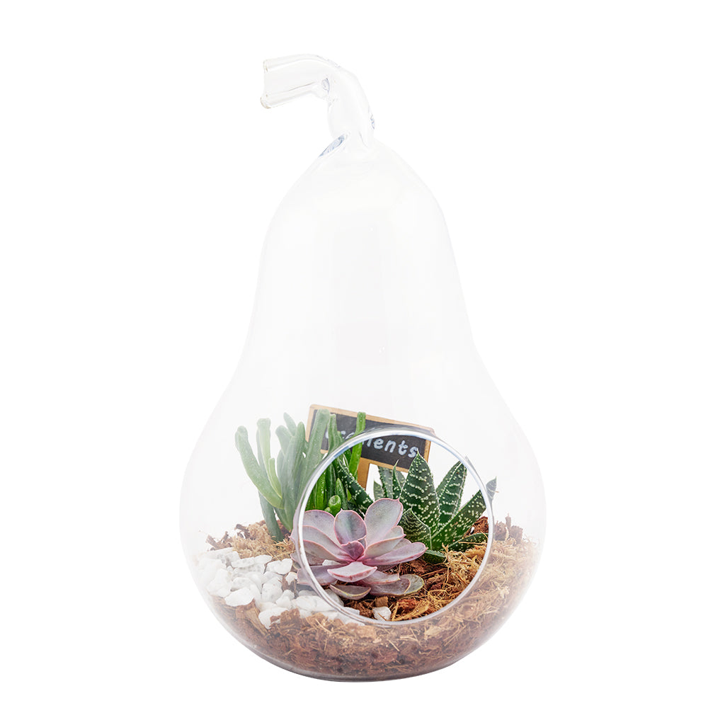Pear-shaped succulent terrarium – Canada Blooms - Canada Delivery