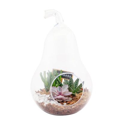 Pear-shaped succulent terrarium. Same Day Blooms Canada Delivery