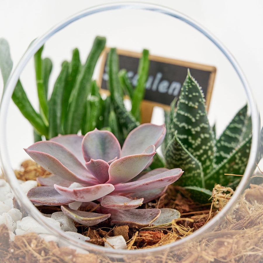 Pear-shaped succulent terrarium. Same Day Blooms Canada Delivery