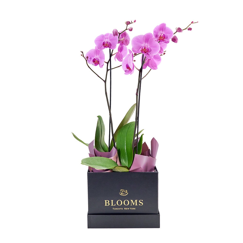 Perfect In Pink Exotic Orchid Plant, pink orchid in a sleek black designer hat box, Flower Gifts from Canada Blooms - Canada Delivery