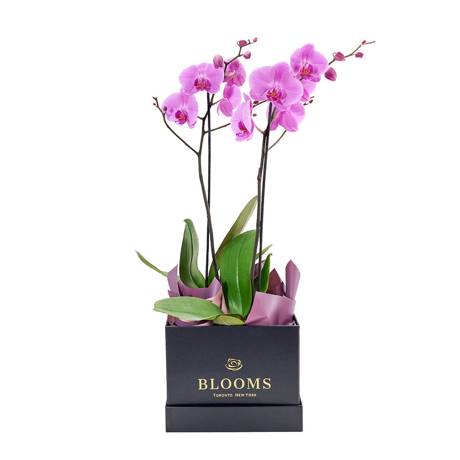 Perfect In Pink Exotic Orchid Plant, pink orchid in a sleek black designer hat box, Flower Gifts from Canada Blooms - Canada Delivery
