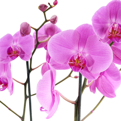 Pink orchid arranged in a black box. Same Day Blooms Canada Delivery