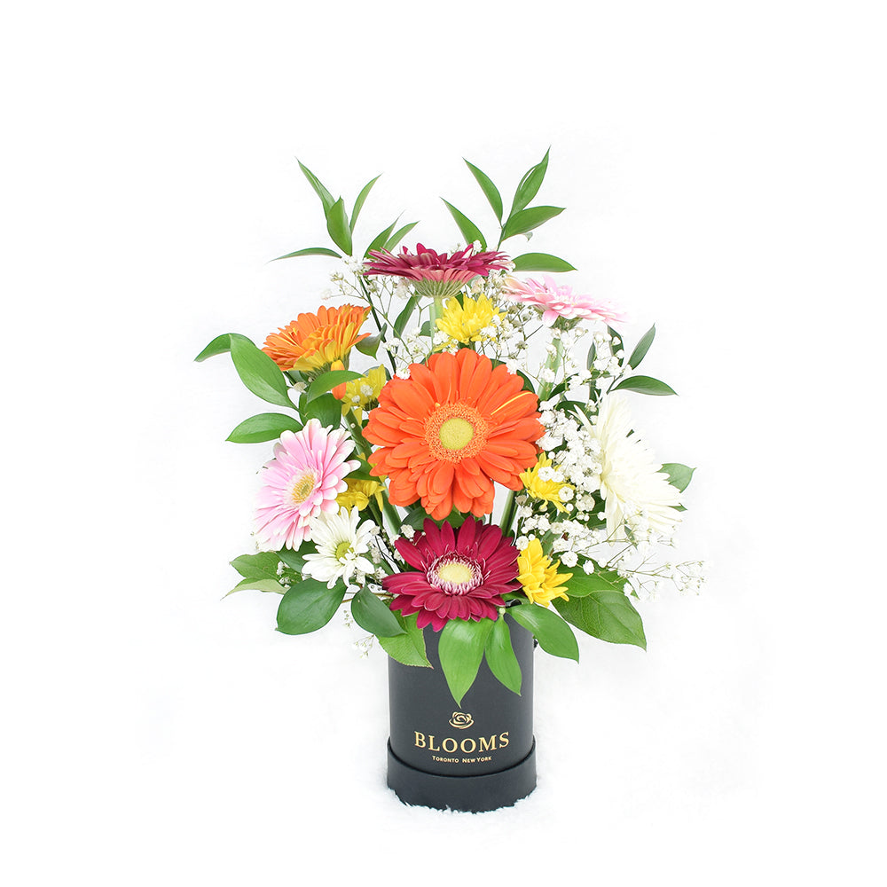 Brightly coloured mixed floral arrangement in a black box. Same Day Canada Delivery.