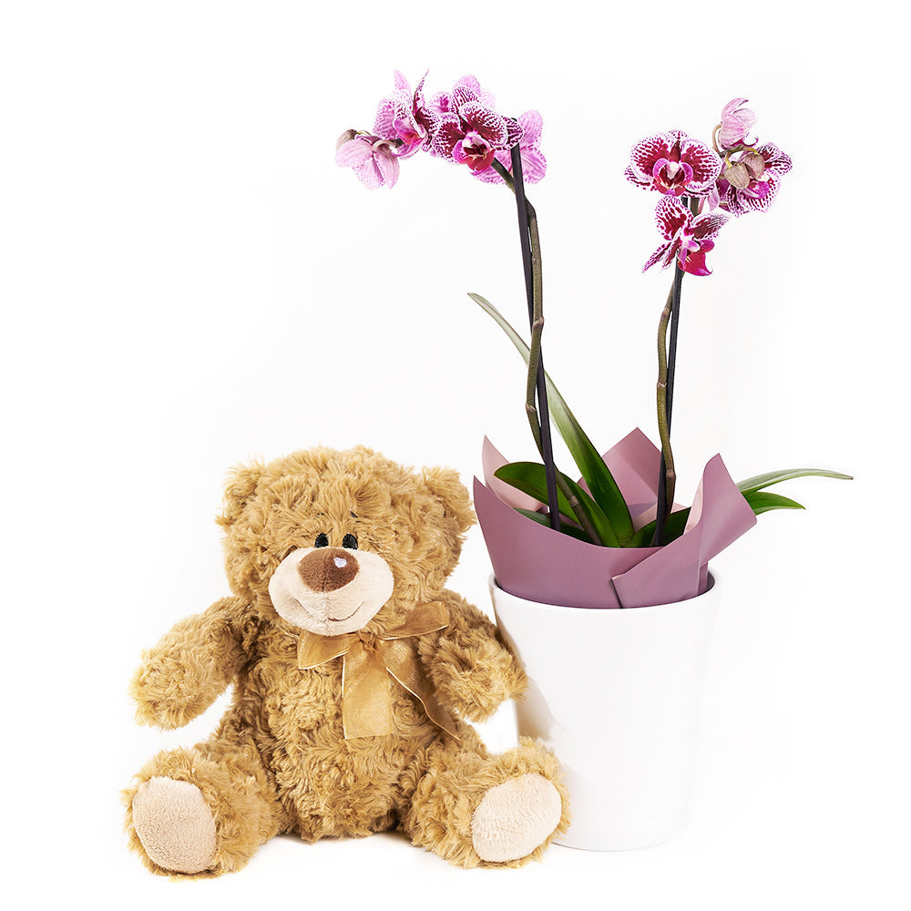 Potted Orchids and Bear - Flower and Plushie Gift Set – Canada Blooms - Canada Delivery