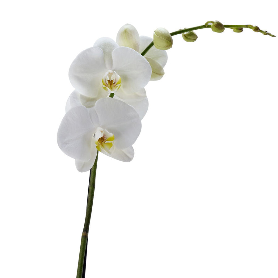 Pure & Simple Exotic Orchid Plant - Orchid Gift - Blooms Canada Delivery