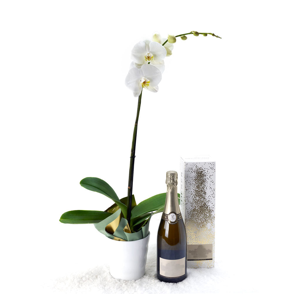 White potted orchid with a bottle of sparkling wine. Same Day Blooms Canada Delivery