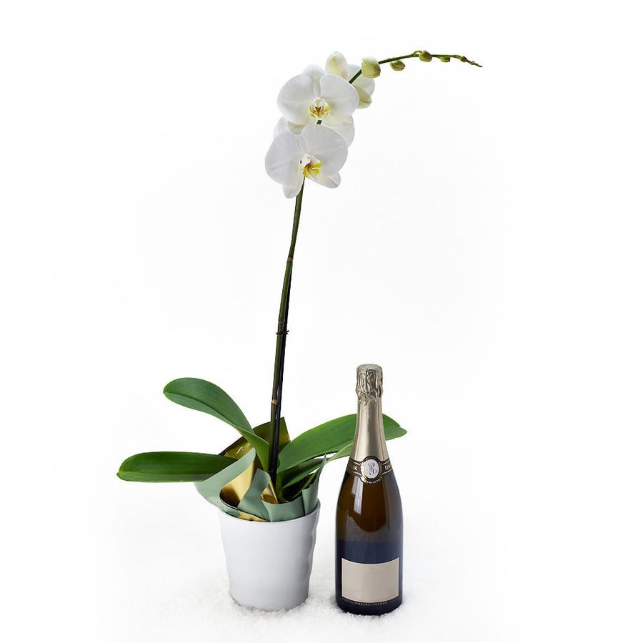 White potted orchid with a bottle of sparkling wine. Same Day Blooms Canada Delivery