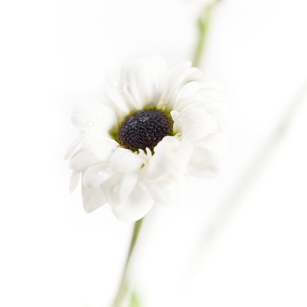 Pure and Pristine Daisy Bouquet - Gift Delivery – Canada Blooms - Canada Delivery
