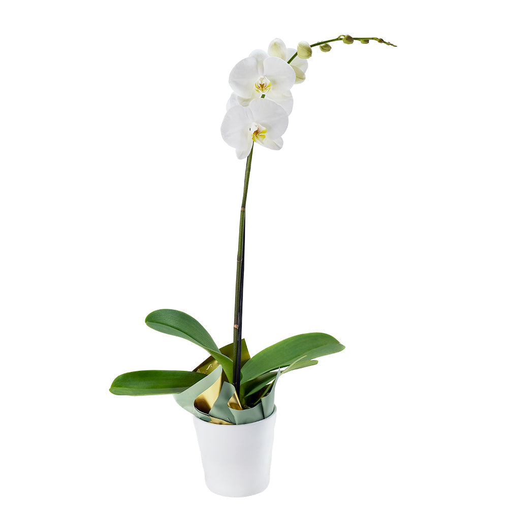 Pure & Simple Exotic Orchid Plant – Canada Blooms - Canada Delivery