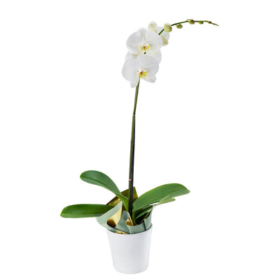 Pure & Simple Exotic Orchid Plant - Orchid Gift - Blooms Canada Delivery