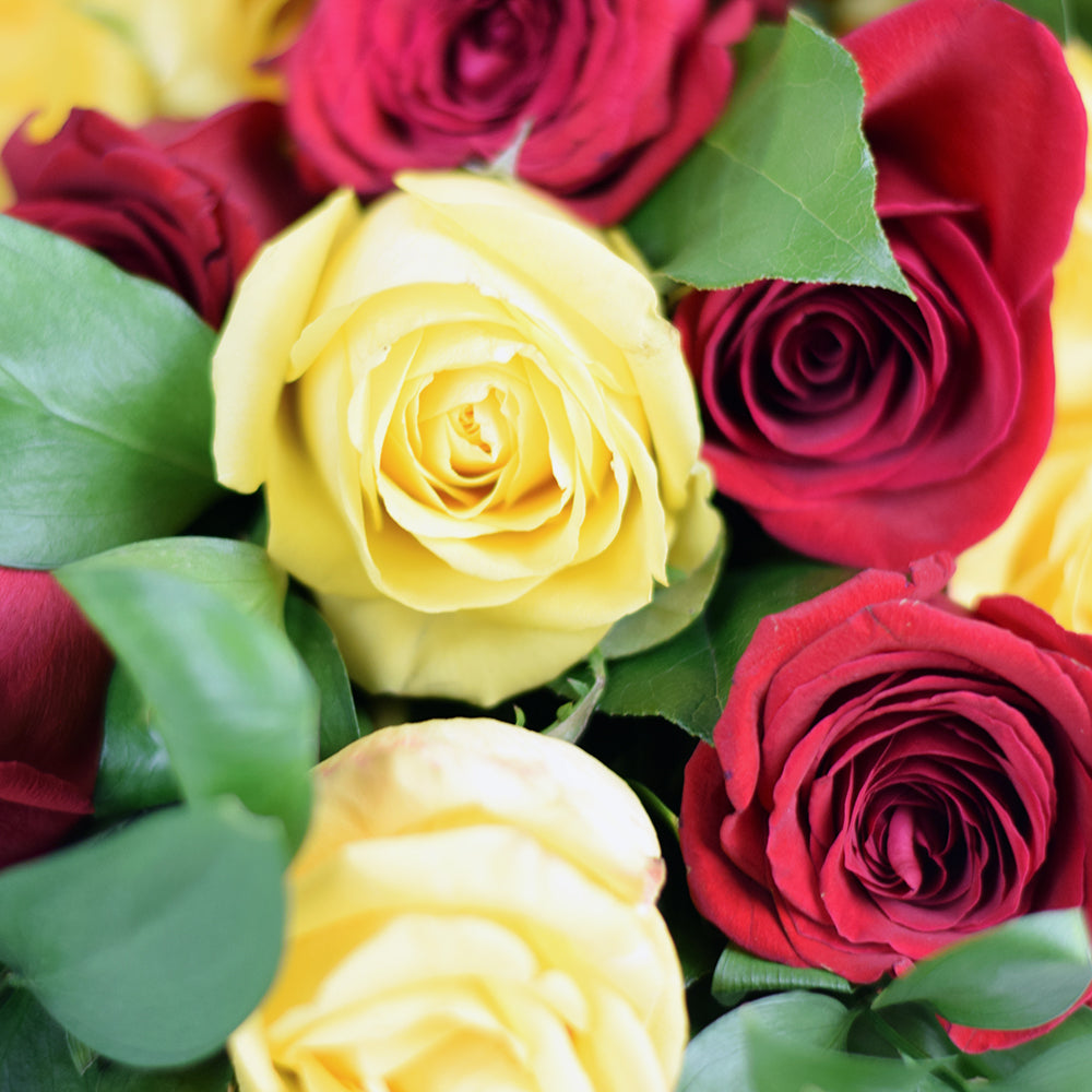 red & yellow Roses Canada - Canada Same Day Flower Delivery - Canada Flower Gifts – Canada Blooms - Canada Delivery