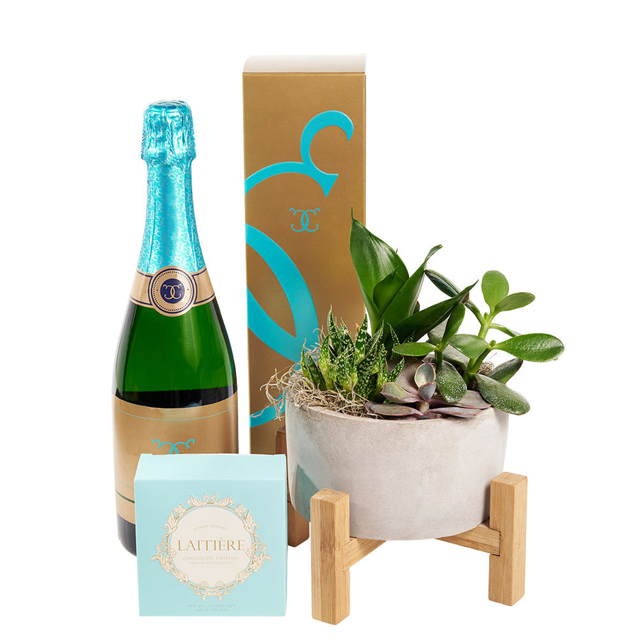 Reasons to Celebrate Plant & Champagne Gift - Wine Gift Set - Same Day Toronto Delivery