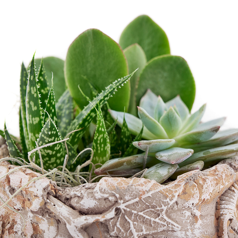 Canada Same Day Flower Delivery - Canada Flower Gifts – Canada Blooms - Canada Delivery