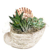 Shell Succulent Arrangement – Succulent Gifts – Same Day Toronto delivery