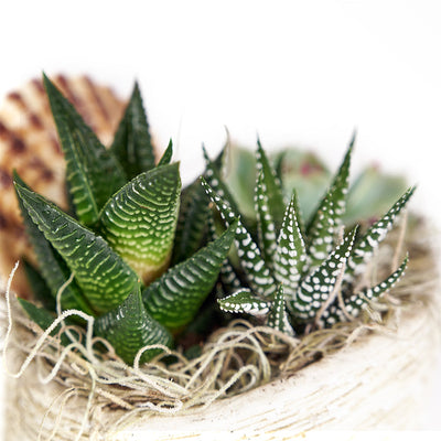 Shell Succulent Arrangement – Succulent Gifts – Same Day Canada delivery, Blooms Canada Delivery
