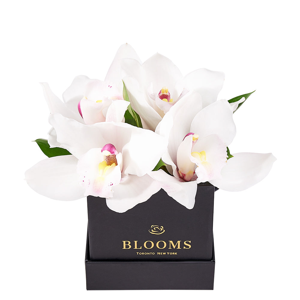 Simple Orchid Gift Box– Orchid Gifts–  Blooms Canada delivery 