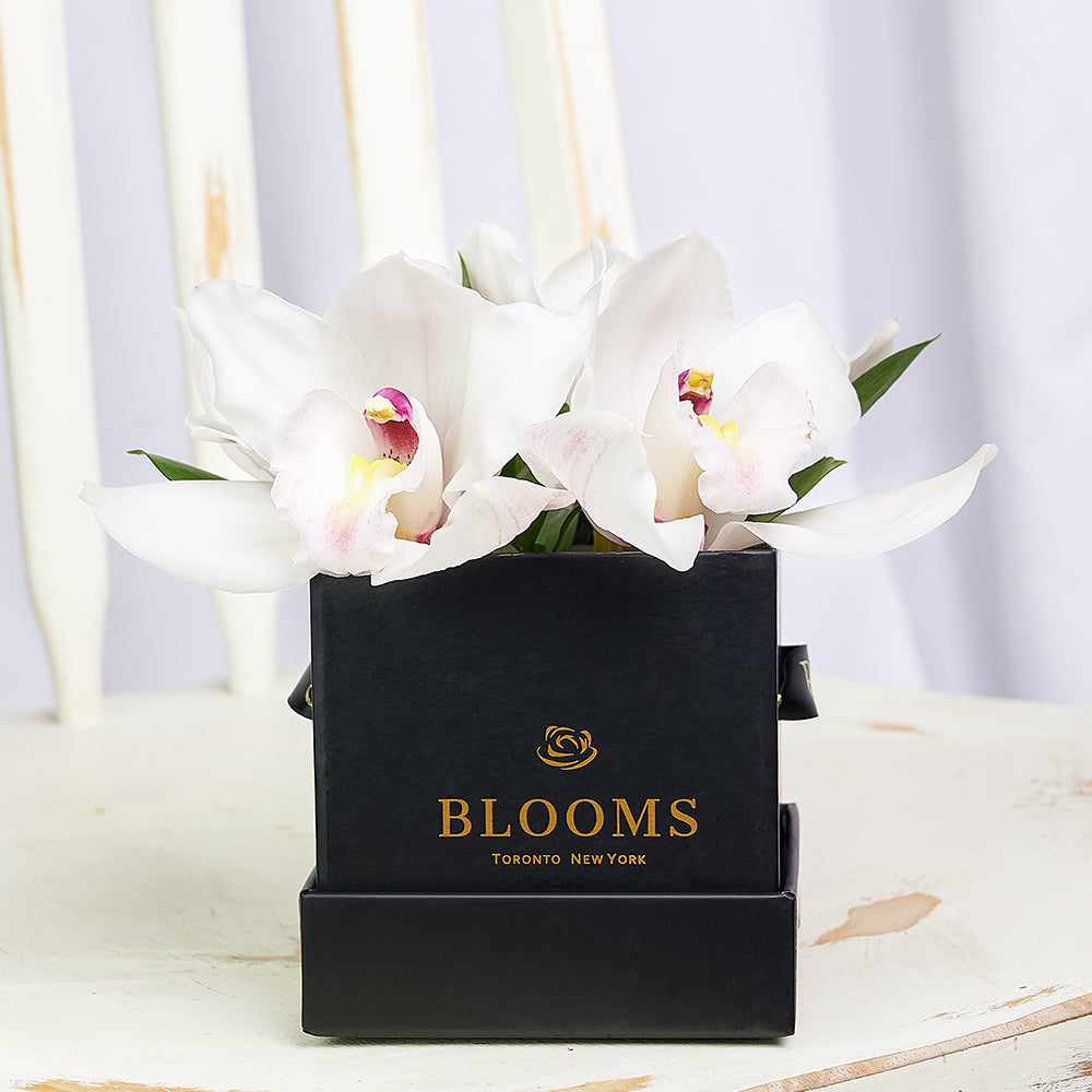 Simple Orchid Gift Box– Orchid Gifts– Blooms Canada delivery