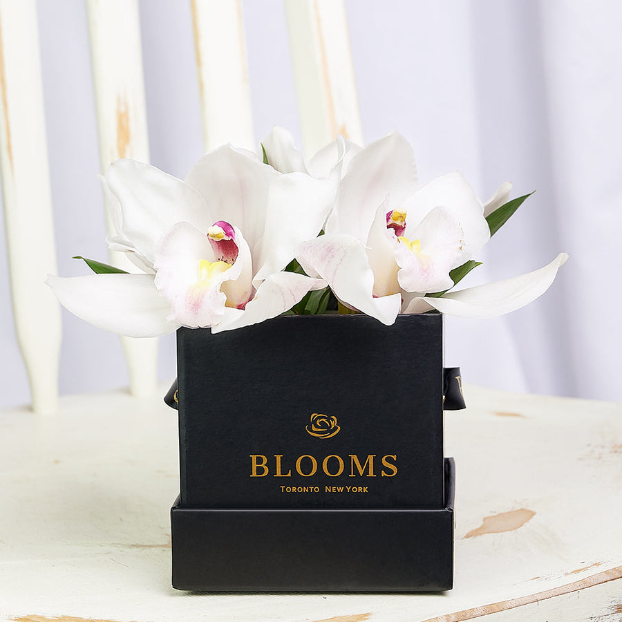 Simple Orchid Gift Box– Orchid Gifts–  Blooms Canada delivery 