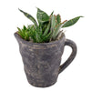 Sitting Pretty succulent arrangement in a pitcher pot. Same Day Canada Delivery, Blooms Canada Delivery