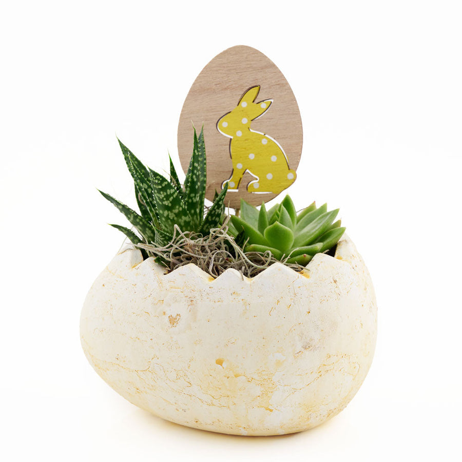 Succulent Easter Egg arrangement – Canada Blooms - Canada Delivery