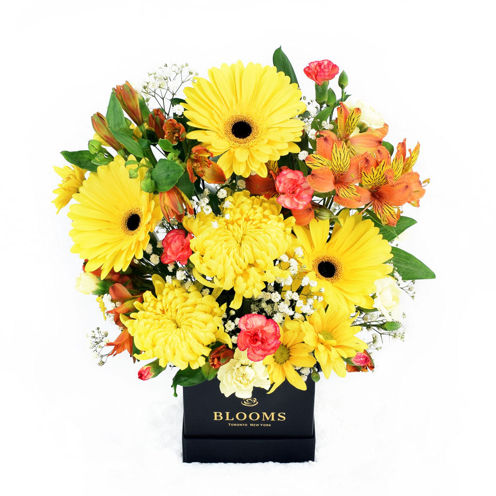 Sunrise Mixed Floral Arrangement, flowers in shades of yellow including, gerbera, alstroemeria, spider chrysanthemums, mini carnations, daisies, and baby’s breath in a square black hat box, Floral Gifts from Canada Blooms - Canada Delivery