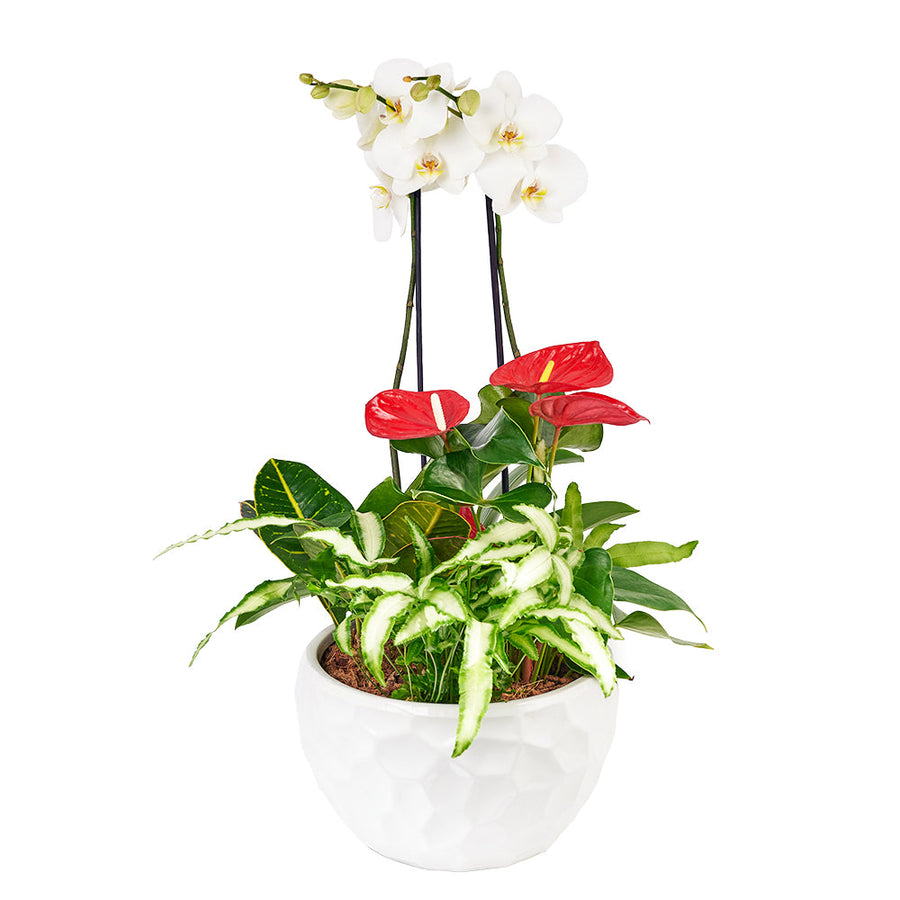Tropical Orchid Arrangement, potted arrangement with orchids, anthurium, and assorted greens. Nestled in a ceramic planter, Plant Gifts from Canada Blooms - Canada Delivery