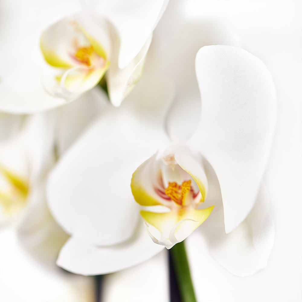 Tropical Orchid Arrangement, potted arrangement with orchids, anthurium, and assorted greens. Nestled in a ceramic planter, Plant Gifts from Canada Blooms - Canada Delivery