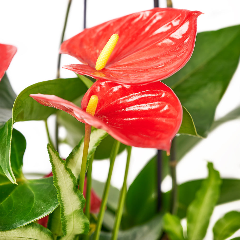 Tropical Orchid Arrangement, potted arrangement with orchids, anthurium, and assorted greens. Nestled in a ceramic planter, Plant Gifts from Canada Blooms - Canada Delivery