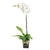 Valentine's Day Pearl Essence White Orchid