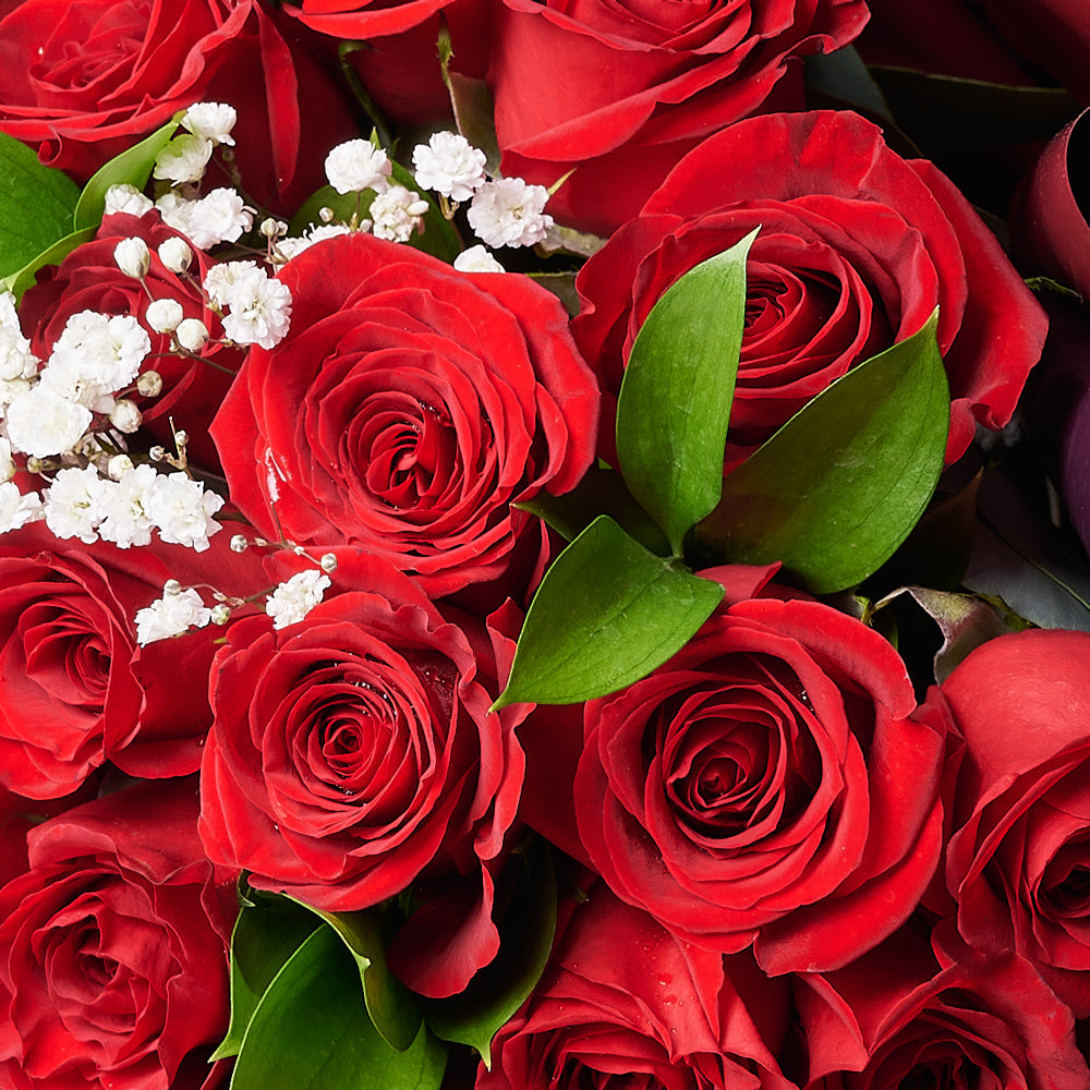 Valentine's Day 36 Red Roses Bouquet, selection of 36 red roses gathered with Salal and Baby's Breath in a floral wrap and tied with designer ribbon, Flower gifts from Canada Blooms - Canada Delivery