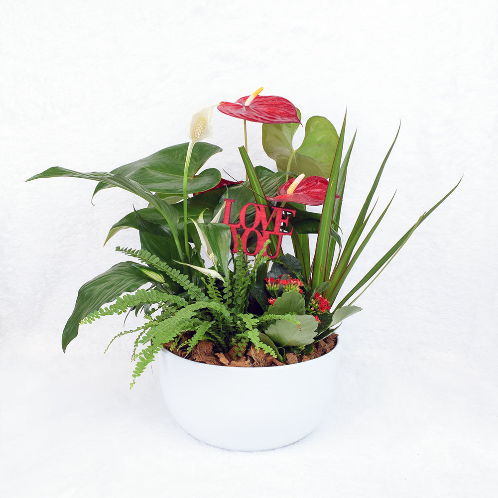Valentine's Day Potted White Anthurium – Canada Blooms - Canada Delivery