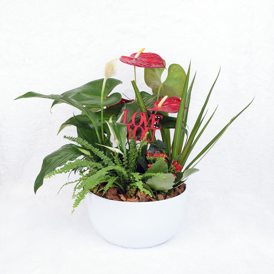 Valentine's Day Potted White Anthurium – Canada Blooms - Canada Delivery