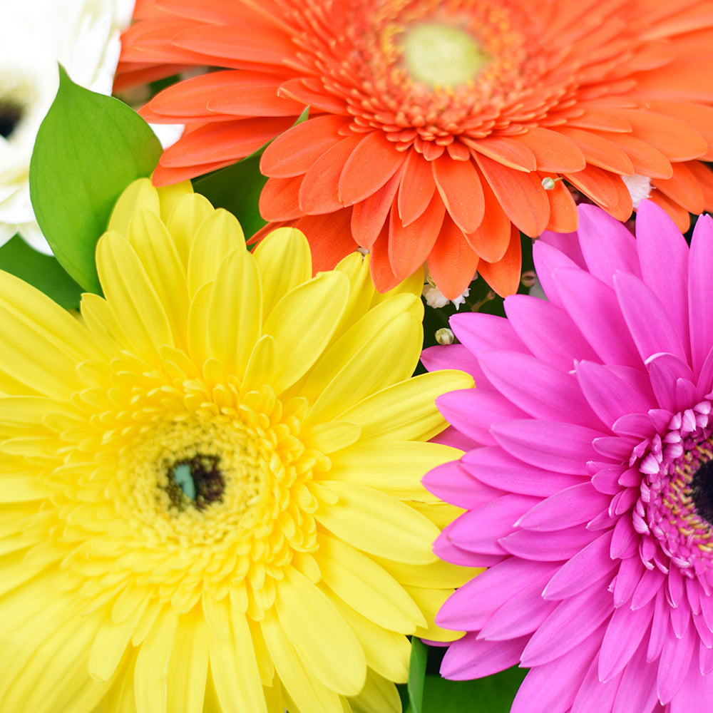 Floral Daisy Hat box arrangement in bright colours. – Canada Blooms - Canada Delivery